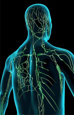 The lymph supply of the upper body Stock Photo - Premium Royalty-Free, Code: 671-02097472