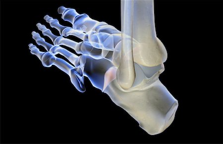 The bones of the foot Foto de stock - Sin royalties Premium, Código: 671-02097484