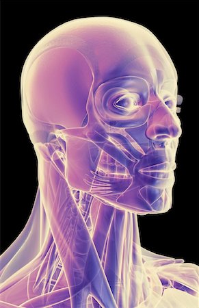 The muscles of the head, neck and face Stock Photo - Premium Royalty-Free, Code: 671-02097483