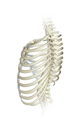 side view ribs anatomy - The thorax Stock Photo - Premium Royalty-Free, Code: 671-02097497