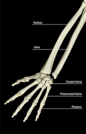 The bones of the forearm Foto de stock - Sin royalties Premium, Código: 671-02097492