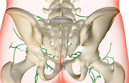 simsearch:671-02092645,k - L'approvisionnement de la lymphe du bassin Photographie de stock - Premium Libres de Droits, Code: 671-02097504