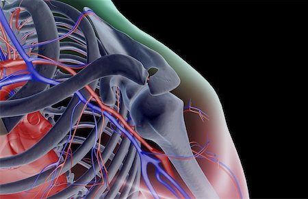 simsearch:671-02095983,k - Die Blutversorgung der Schulter Stockbilder - Premium RF Lizenzfrei, Bildnummer: 671-02097505