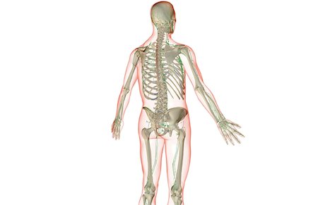 simsearch:671-02092645,k - L'approvisionnement des lymphatiques de la partie supérieure du corps Photographie de stock - Premium Libres de Droits, Code: 671-02097507