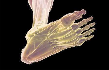 simsearch:671-02094652,k - The muscles of the foot Stock Photo - Premium Royalty-Free, Code: 671-02097517