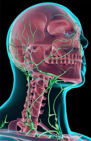 simsearch:671-02100116,k - The lymph supply of the head and neck Fotografie stock - Premium Royalty-Free, Codice: 671-02097519