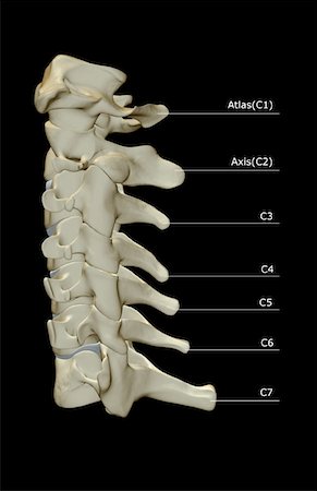 simsearch:671-02092134,k - The cervical vertebrae Fotografie stock - Premium Royalty-Free, Codice: 671-02097558