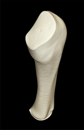 The bones of the finger Stock Photo - Premium Royalty-Free, Code: 671-02097565