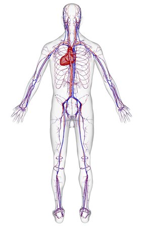 simsearch:671-02098380,k - The vascular system Fotografie stock - Premium Royalty-Free, Codice: 671-02097568