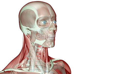 simsearch:671-02098297,k - La muscucardiovasculaires de la tête et du cou Photographie de stock - Premium Libres de Droits, Code: 671-02097573