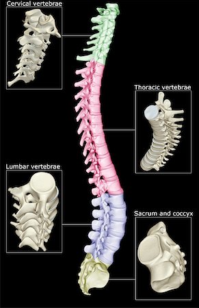 The vertebral column Foto de stock - Sin royalties Premium, Código: 671-02097604