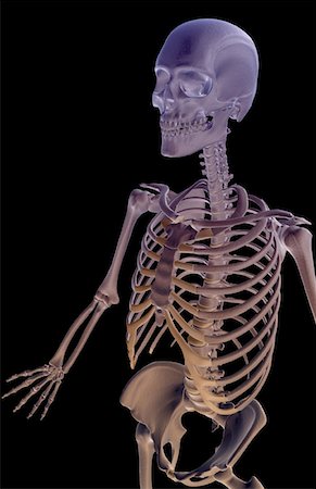 simsearch:671-02095632,k - The bones of the upper body Fotografie stock - Premium Royalty-Free, Codice: 671-02097605