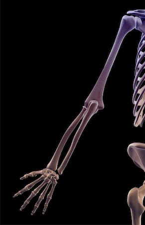 The bones of the upper limb Foto de stock - Sin royalties Premium, Código: 671-02097630