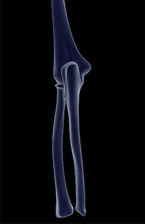 The bones of the elbow Stock Photo - Premium Royalty-Free, Code: 671-02097645