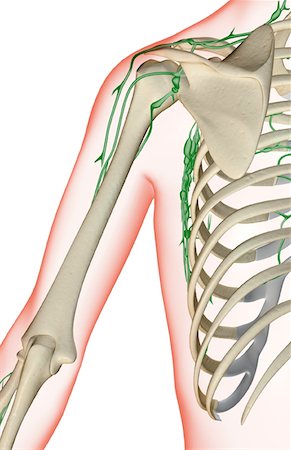 simsearch:671-02092645,k - L'approvisionnement de la lymphe de l'épaule Photographie de stock - Premium Libres de Droits, Code: 671-02097667