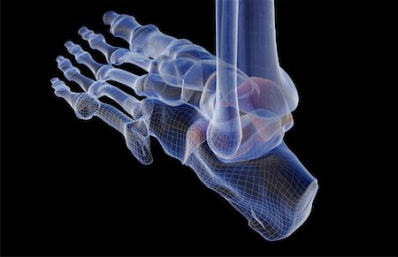 simsearch:671-02101509,k - The bones of the foot Stock Photo - Premium Royalty-Free, Code: 671-02097677