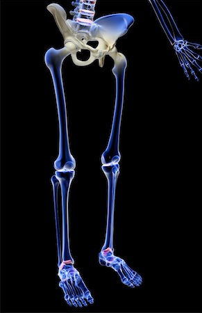 The bones of the lower body Stock Photo - Premium Royalty-Free, Code: 671-02097670