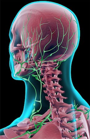 skeleton neck - The lymph supply of the head and neck Stock Photo - Premium Royalty-Free, Code: 671-02097684