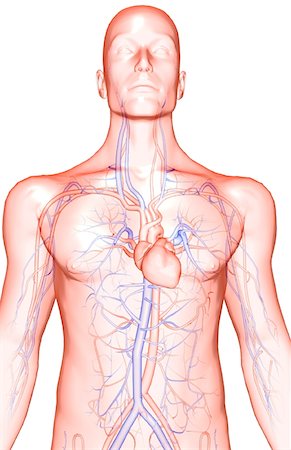 The blood vessels of the upper body Stock Photo - Premium Royalty-Free, Code: 671-02097685