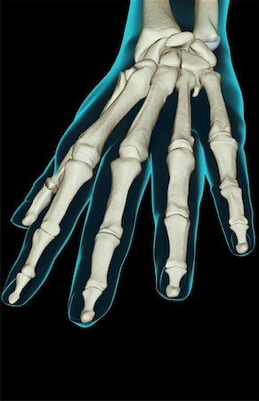 The bones of the hand Stock Photo - Premium Royalty-Free, Code: 671-02097696