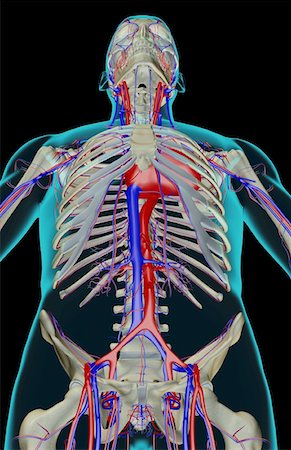 simsearch:671-02097409,k - The blood supply of the upper body Foto de stock - Sin royalties Premium, Código: 671-02097691