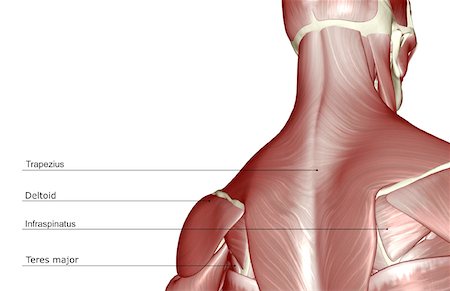skeleton neck - The muscles of the head and neck Foto de stock - Sin royalties Premium, Código: 671-02097709