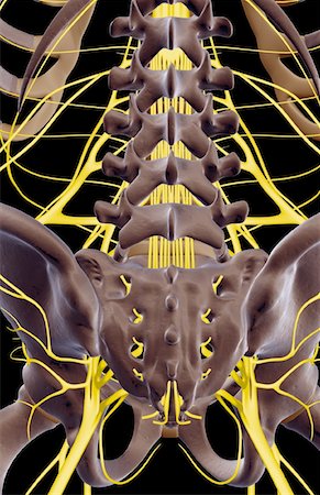 The nerves of the lower back Foto de stock - Sin royalties Premium, Código: 671-02097716