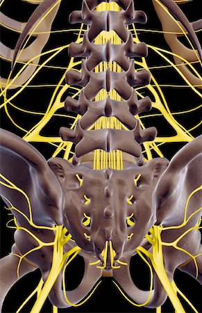 sistema nervoso - The nerves of the lower back Foto de stock - Royalty Free Premium, Número: 671-02097716