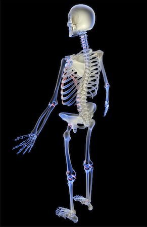 simsearch:671-02101509,k - The skeletal system Stock Photo - Premium Royalty-Free, Code: 671-02097712