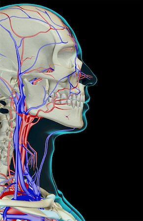 simsearch:671-02094734,k - The blood supply of the head and face Stock Photo - Premium Royalty-Free, Code: 671-02097724