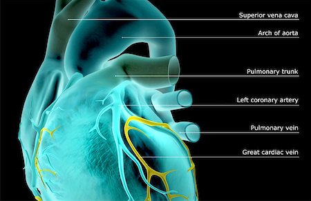 The coronary vessels of the heart Fotografie stock - Premium Royalty-Free, Codice: 671-02097726