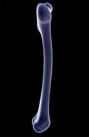 The femur Stock Photo - Premium Royalty-Free, Code: 671-02097722