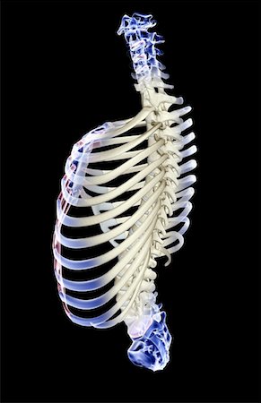 side view ribs anatomy - The thorax Stock Photo - Premium Royalty-Free, Code: 671-02097737