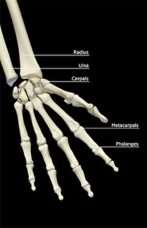 The bones of the hand Stock Photo - Premium Royalty-Free, Code: 671-02097733