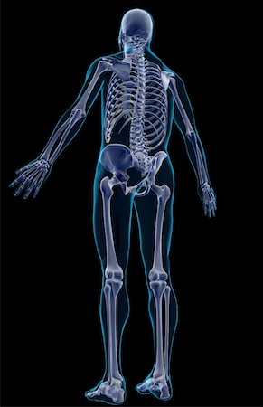 simsearch:671-02096698,k - The skeletal system Stock Photo - Premium Royalty-Free, Code: 671-02097746