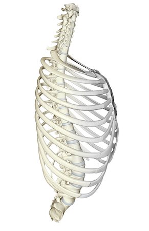 side view ribs anatomy - The thorax Stock Photo - Premium Royalty-Free, Code: 671-02097749