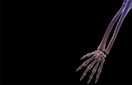 simsearch:671-02096416,k - The bones of the forearm Stock Photo - Premium Royalty-Free, Code: 671-02097752