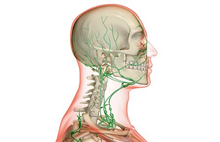 simsearch:671-02092645,k - L'approvisionnement des lymphatiques de la tête et du cou Photographie de stock - Premium Libres de Droits, Code: 671-02097766