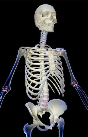 simsearch:671-02095632,k - The bones of the upper body Fotografie stock - Premium Royalty-Free, Codice: 671-02097763