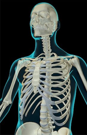 simsearch:671-02098853,k - The bones of the upper body Foto de stock - Sin royalties Premium, Código: 671-02097774
