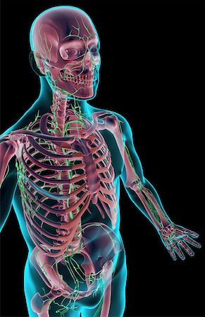 simsearch:671-02099555,k - The lymph supply of the upper body Fotografie stock - Premium Royalty-Free, Codice: 671-02097777