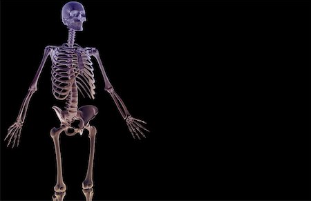 simsearch:671-02095632,k - The bones of the upper body Fotografie stock - Premium Royalty-Free, Codice: 671-02097770