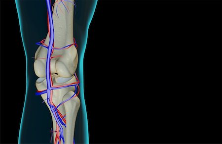 simsearch:671-02097861,k - L'approvisionnement en sang du genou Photographie de stock - Premium Libres de Droits, Code: 671-02097772