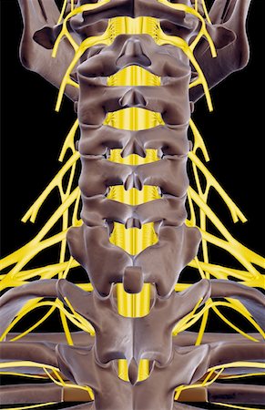 simsearch:671-02098304,k - The nerves of the neck Stock Photo - Premium Royalty-Free, Code: 671-02097787
