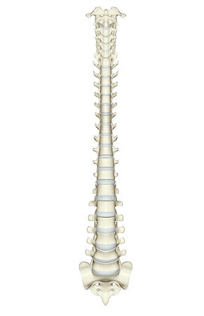 The vertebral column Foto de stock - Sin royalties Premium, Código: 671-02097796