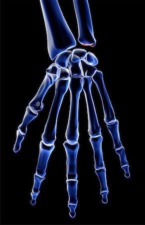 skeleton hand - The bones of the hand Stock Photo - Premium Royalty-Free, Code: 671-02097797