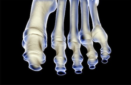 simsearch:671-02095525,k - The bones of the foot Stock Photo - Premium Royalty-Free, Code: 671-02097791