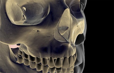 simsearch:671-02102681,k - The bones of the face Stock Photo - Premium Royalty-Free, Code: 671-02097801