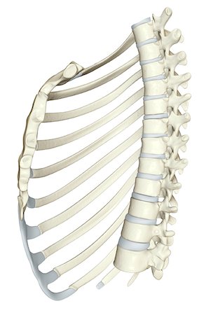 484 Large Rib Cage Stock Photos, High-Res Pictures, and Images - Getty  Images