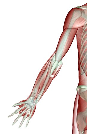 extensor digit minimi tendon - The musculoskeleton of the upper limb Stock Photo - Premium Royalty-Free, Code: 671-02097814